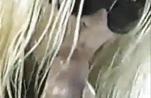 XXX Redz245 xxx thu creampie